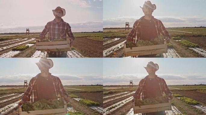 SLO MO Farmer在日落时将装满生菜的板条箱带到田野中