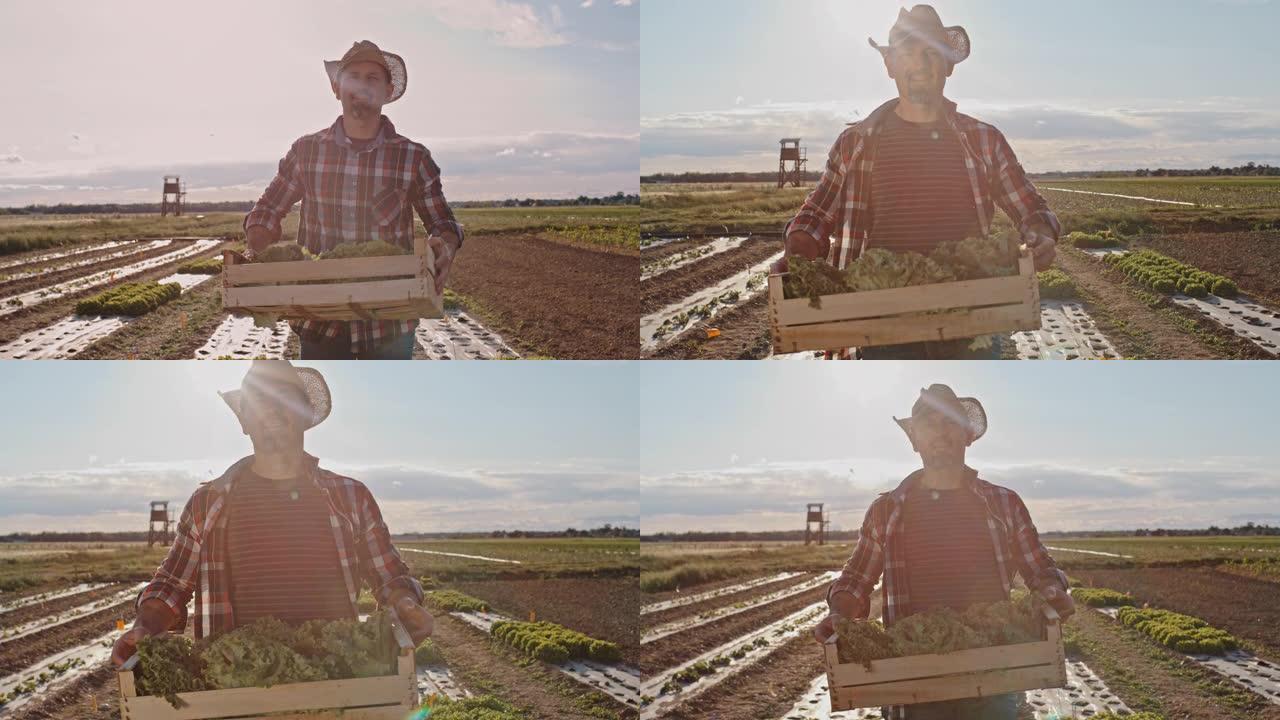 SLO MO Farmer在日落时将装满生菜的板条箱带到田野中