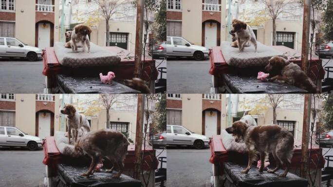 流浪狗在街上嗅着一只老式的小玩具狗。