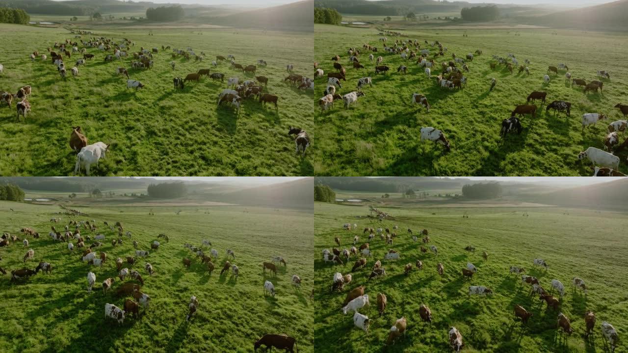 在美丽的绿色牧场上放牧的一大群艾尔郡奶牛的近距离空中飞行。负责温室气体排放的牲畜为气候变化做出了贡献
