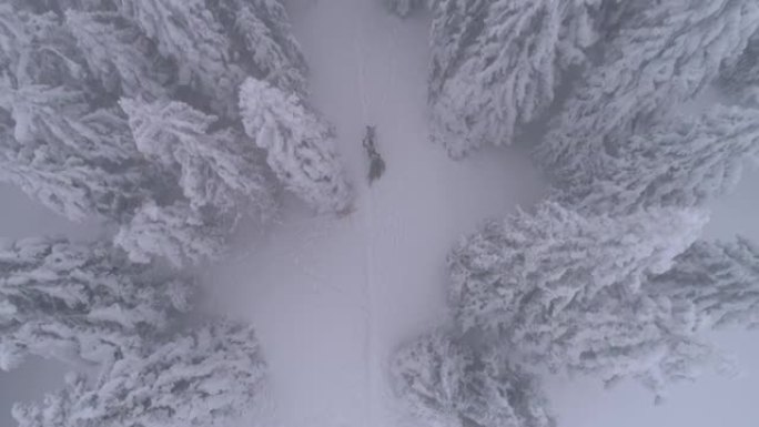 夫妇在雪地里拉树枝