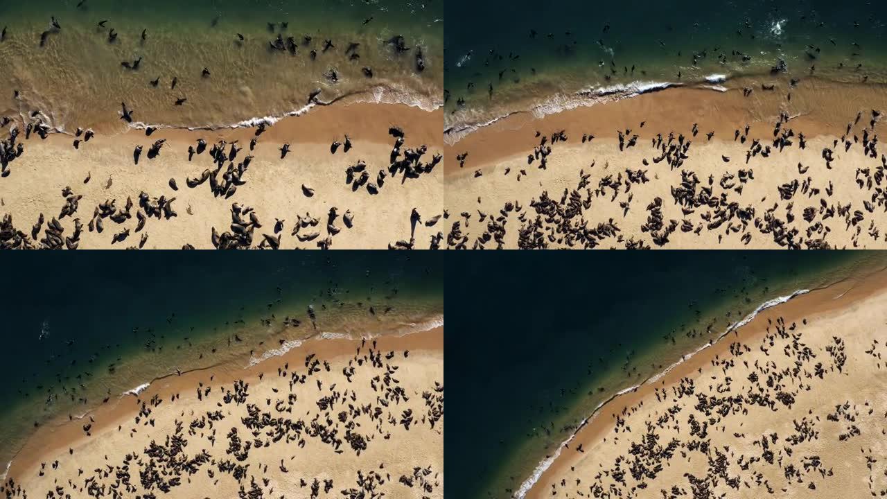 壮观的空中缩小了海角海狗的大型殖民地游泳和躺在海岸线上晒太阳的景象