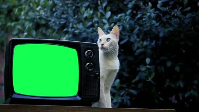 白猫和一台绿色屏幕的老式复古电视。