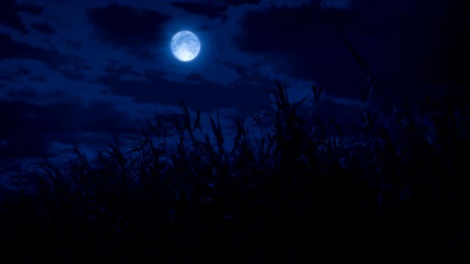 夜晚有月亮的野草场