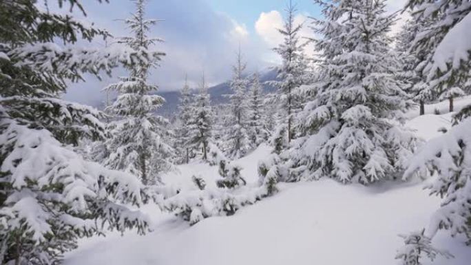 摄像机在雪山杉树之间移动。山区的严冬。滑雪旅游区的地面和云杉覆盖着厚厚的积雪