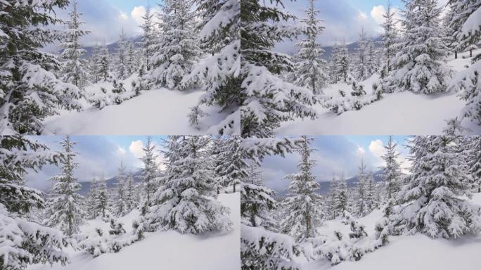摄像机在雪山杉树之间移动。山区的严冬。滑雪旅游区的地面和云杉覆盖着厚厚的积雪