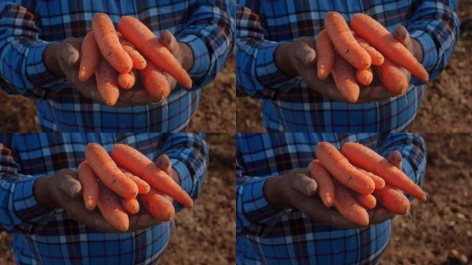 农民手中的有机胡萝卜