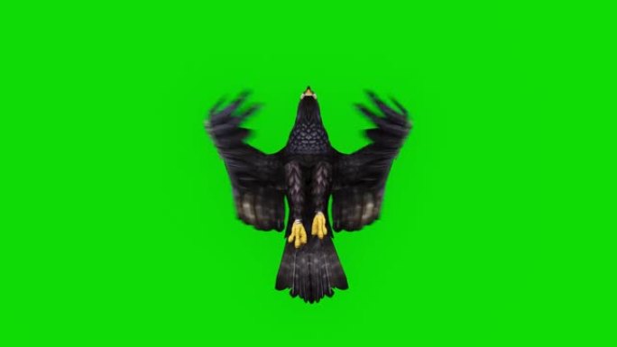绿屏黑鹰飞行动画。动物的概念，野生动物，游戏，返校，3d动画，短视频，电影，卡通，有机，色键，人物动