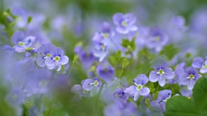 春天的野花。浅蓝色维罗妮卡·查梅德里斯又名德国速度韦尔的花朵在草地上的绿色植物区系中随风飘扬。慢动作