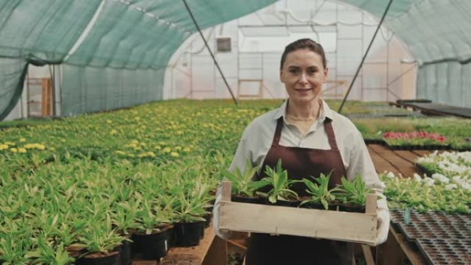 温室里有木箱植物的女人