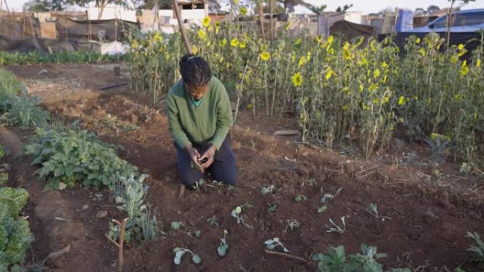 非洲黑人妇女在非正式定居点 (棚户区) 的一个小社区花园中种植蔬菜幼苗