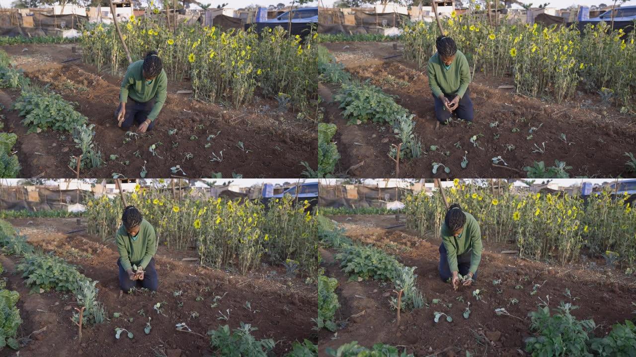 非洲黑人妇女在非正式定居点 (棚户区) 的一个小社区花园中种植蔬菜幼苗