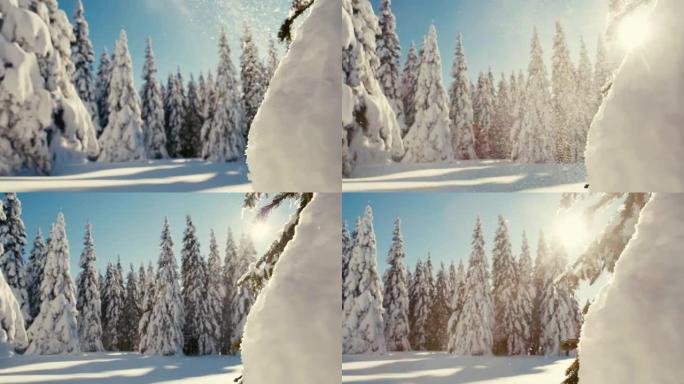 DS的阳光照亮了从高地的云杉树上掉下来的雪