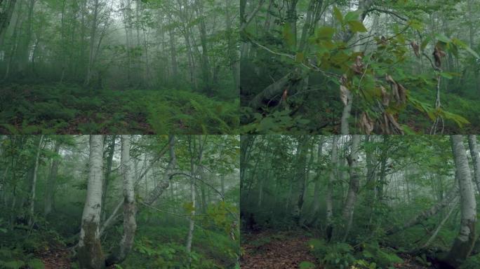 漫步在雾蒙蒙的绿色森林中