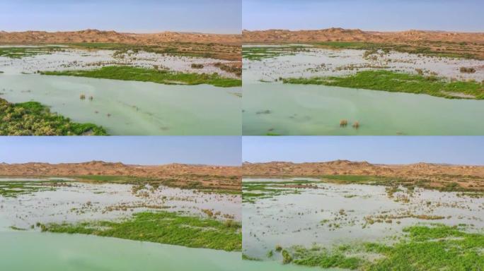 雅丹沙漠和丰富的水草可以和谐存在