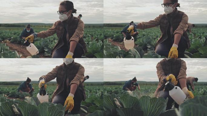 摆脱病虫害外国农业专家蔬菜种植喷洒农药