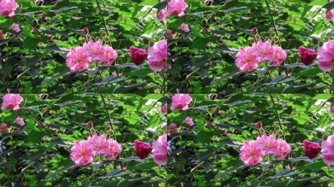 成都市花: 芙蓉成都市花芙蓉