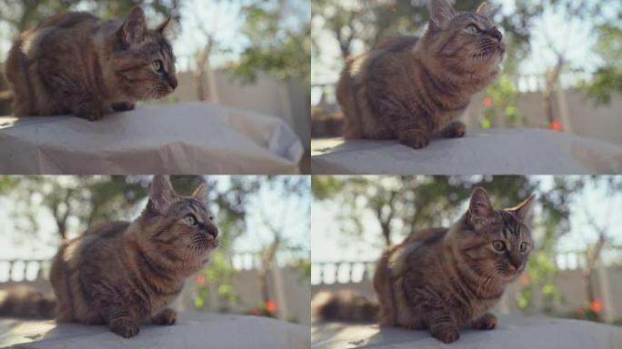 在家里的花园里，一只可爱的猫的4k视频片段