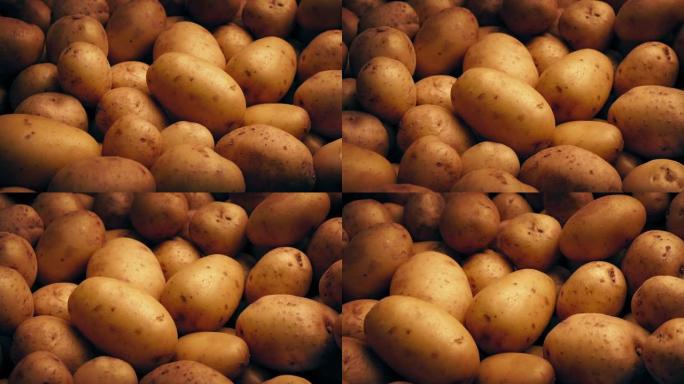 马铃薯堆移动镜头，粮食农业丰收
