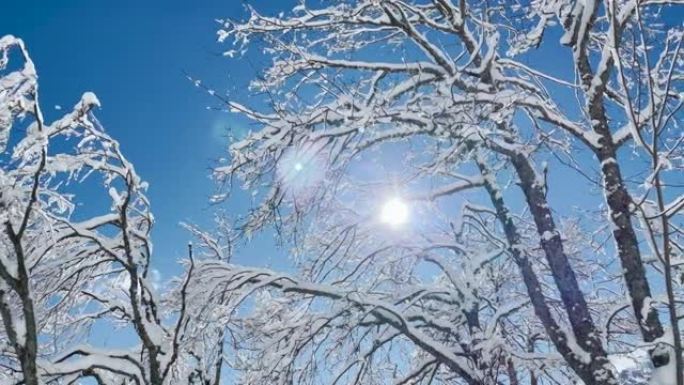 镜头耀斑: 明亮的冬季阳光照在田园诗般的森林的白雪皑皑的树梢上