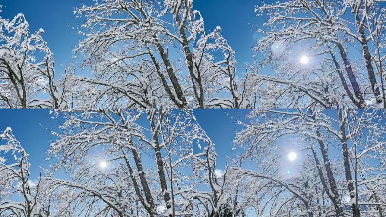镜头耀斑: 明亮的冬季阳光照在田园诗般的森林的白雪皑皑的树梢上