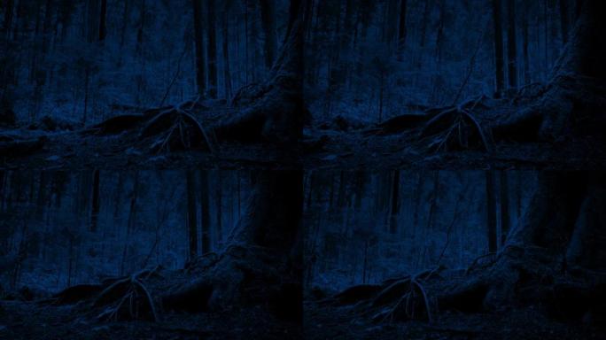 晚上在树林中穿过大树根