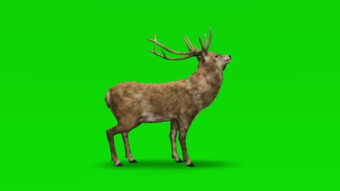 绿色屏幕上的鹿攻击。动物的概念，野生动物，游戏，返校，3d动画，短视频，电影，卡通，有机，色键，人物
