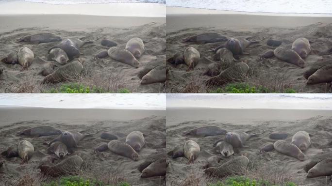 海滩上的象海豹海滩上的象海豹