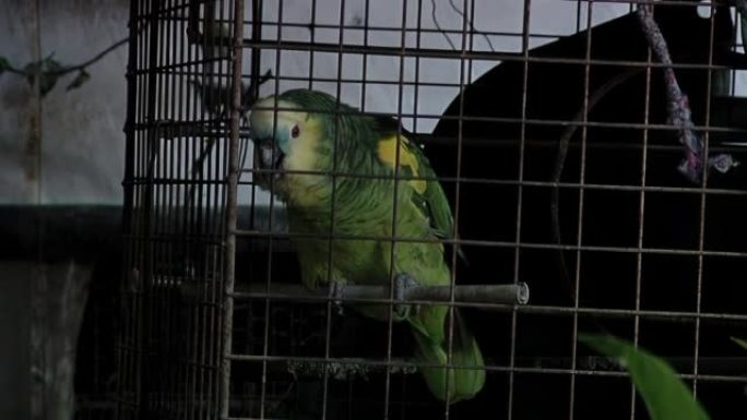 笼中的野鸟，笼中的蓝额亚马逊鹦鹉。特写。