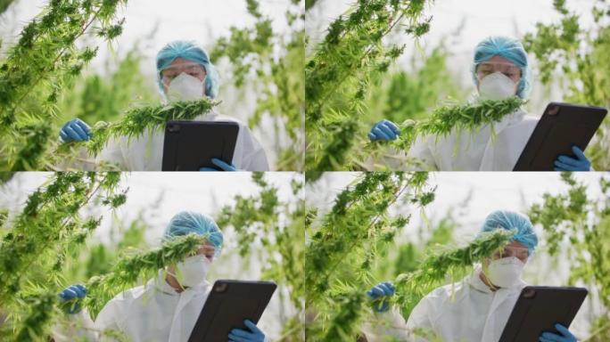 专业研究人员分析温室中的大麻植物