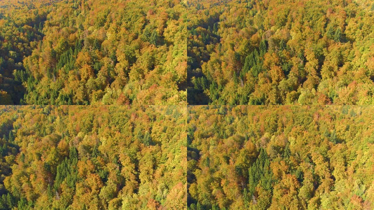 空中: 壮观的无人机拍摄了秋天五颜六色的树梢改变叶子。