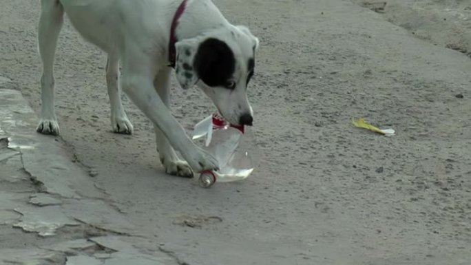 阿根廷布宜诺斯艾利斯贫民窟的街道上，可爱的狗在玩空塑料瓶。