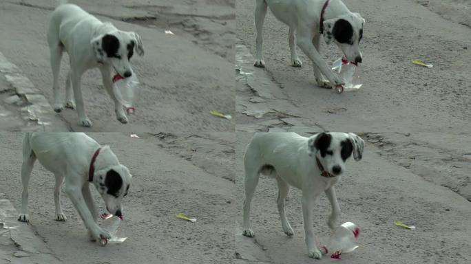 阿根廷布宜诺斯艾利斯贫民窟的街道上，可爱的狗在玩空塑料瓶。
