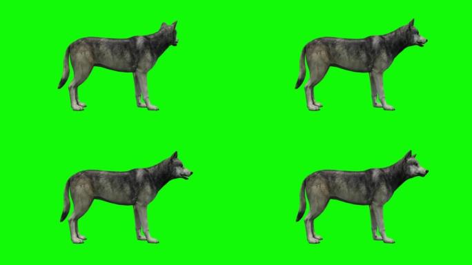 绿色背景上的等待狼。动物的概念，野生动物，游戏，返校，3d动画，短视频，电影，卡通，有机，色键，人物