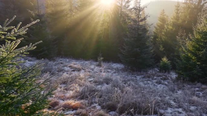 清晨阳光明媚的森林。太阳穿透冷杉的树枝，在空气中形成美丽的光线。覆盖着霜的草