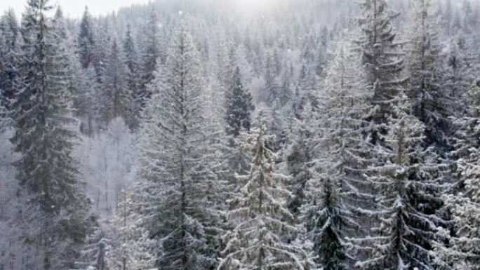 冬季森林和雪覆盖的冬季树木的空中拍摄。冬季森林中落下的慢动作雪