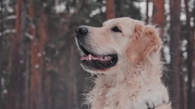 冬季森林中的金毛猎犬
