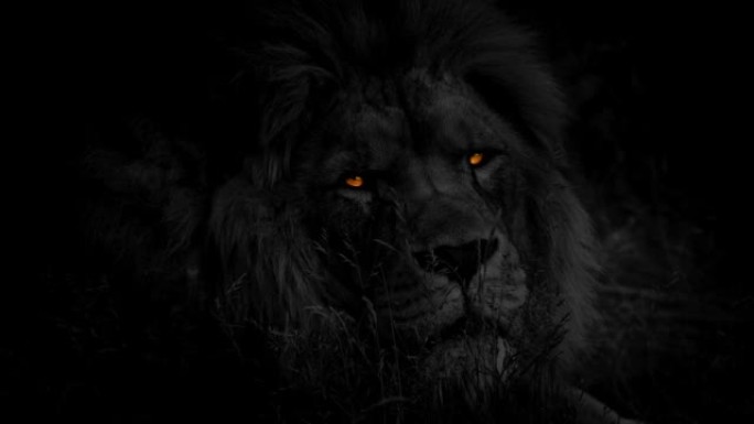 黑暗的狮子与火的眼睛环顾四周