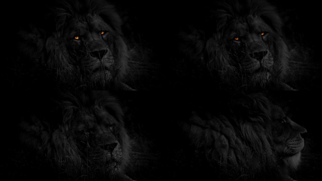黑暗的狮子与火的眼睛环顾四周