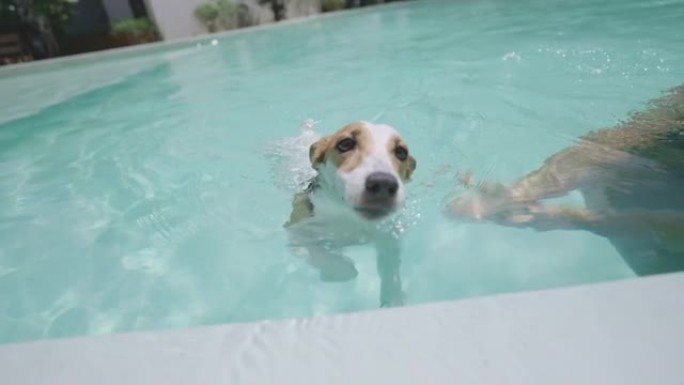 狗在主人的帮助下从游泳池爬上来