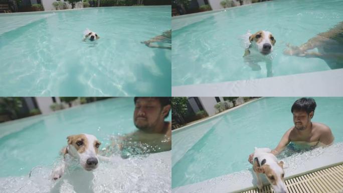 狗在主人的帮助下从游泳池爬上来