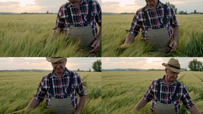 SLO MO高级农民在田野中漫步时用手触摸小麦植物