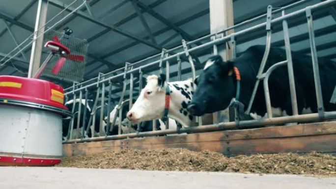 奶牛进食的快速运动和饲料推进器经过它们
