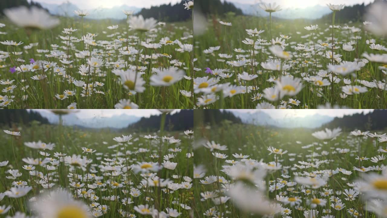 夏季的高山甘菊草甸。相机在花朵之间移动，昆虫四处飞行。壮丽的花草地，背景中的山脉