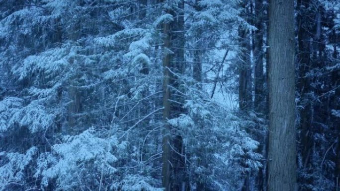 当天晚些时候在树林中降雪