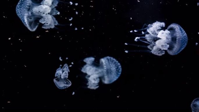 斑点水母海洋生物一群水母实拍