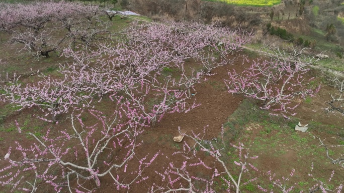 桃花和油菜花