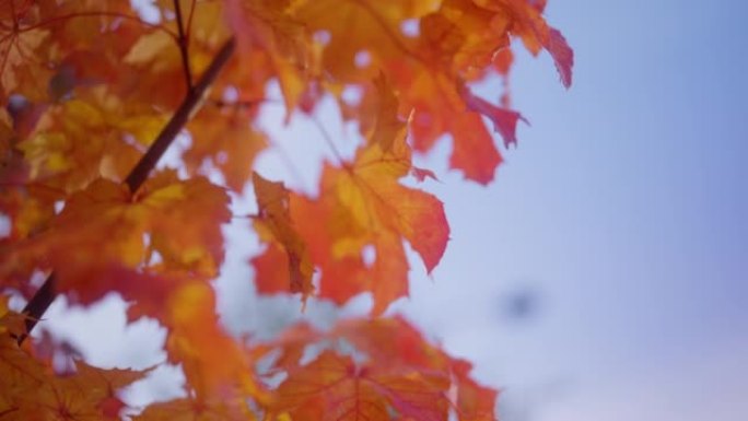 秋天枫叶上的晨露红枫红叶枫叶空镜