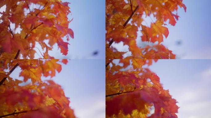 秋天枫叶上的晨露红枫红叶枫叶空镜