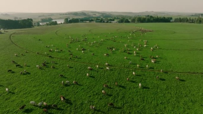 在美丽的绿色牧场上放牧的一大群艾尔郡奶牛的空中飞行。负责温室气体排放的牲畜为气候变化做出了贡献